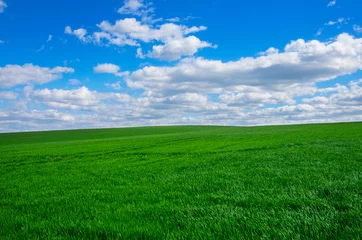 Gordijnen Afbeelding van groen grasveld en helderblauwe lucht © nata777_7