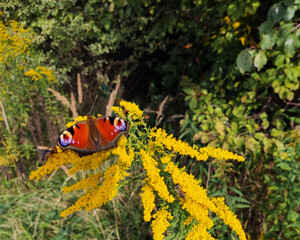Motyl Rusałka pawik © Jakub