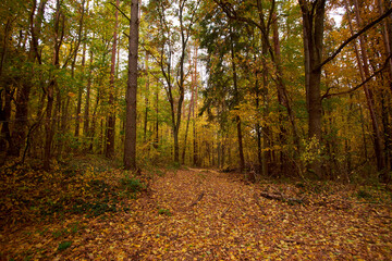 Autumn forest strewn with yellow leaves.