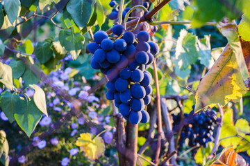 a bunch of black wine grapes in the evening on a bush behind a net