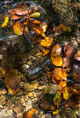 Fallen autumn colored leaves floating in a stream.