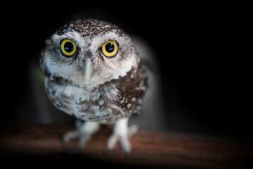 Little owl looking at something with its big eyes.