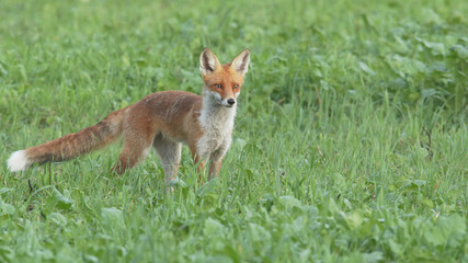 Red fox in grass. Wild animal, Vulpes vulpes
