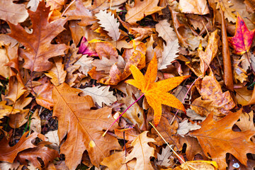 Autumn oak and maple leaves on the ground.