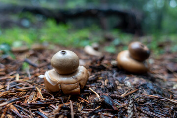 EARTHSTAR . ERDSTERN . Geastrum, Syn. Gastrum sessile