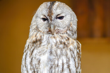 Close up of an owl. Predator, nocturnal bird, wild animals.
