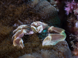 Anemone crab on Adhesive anemone (Mergui archipelago, Myanmar)