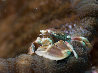 Anemone crab on Adhesive anemone (Mergui archipelago, Myanmar)