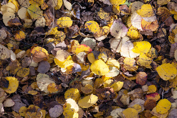 Colorful and dry fallen leaves in forest, bright autumn background or texture, top view