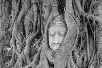 Old tree with buddha head