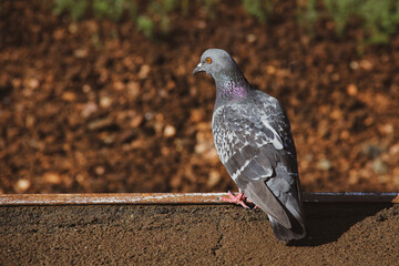 Pigeon standing on the pavement in a city with a blurry background