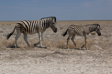 Fototapeta na wymiar Zebra mit Kalb in Savanne unterwegs vor blauem Himmel im Etosha Nationalpark, Namibia