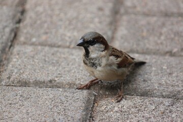 House Sparrow (Passer domesticus)