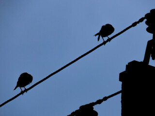 Bokaro, Jharkhand, India - 15, August 2020: Two bird are relaxing over an electric wire after his/her long fly journey. 