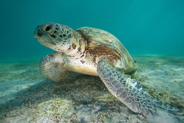 Green Turtle ( Chelonia mydas )
Red Sea
Endangered species