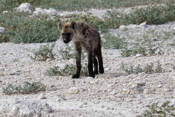 Junge Hyäne im Etosha Nationalpark, Namibia