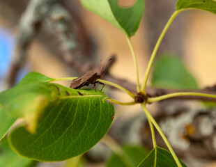 Garden bug Pikromerus on a green leaf of a pear. Beautiful colored background.