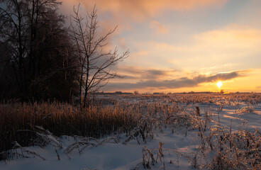 A frozen field illuminates the evening winter sun, grass and bushes are covered with colored sparkling ice. Sunset colors the snow pink. Moscow region Russia