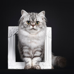 Pretty young black silver blotched British Longhair cat, standing through white photo frame. Looking to camera. Isolated on black background.