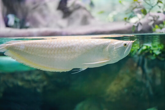 A large, golden white fish Arovana swims near the surface of the water. Relic, ancient animals.