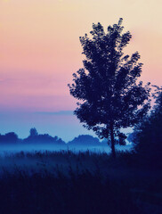 tree in the fog at morning near ahrenshoop 