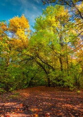 Bright foliage on autumn trees