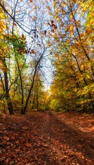 Obraz premium Soft road through the autumn forest