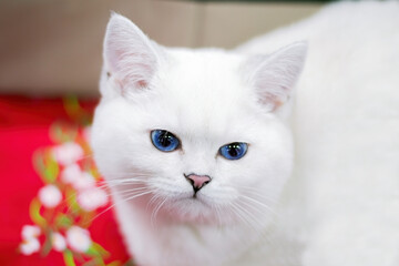 White, short haired cat with blue eyes. Close up shot.