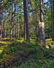 tree trunk covered with moss in the forest near prerow at the baltic sea