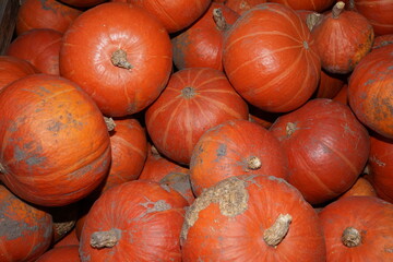 Kürbis Formatfüllend, Orange