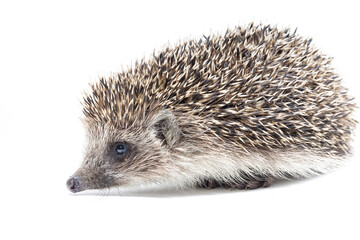 Hedgehog isolate on white background.