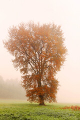 Lonely tree covered with dry leaves on a foggy morning