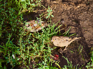 two sparrows sit on the ground. view top. color nature