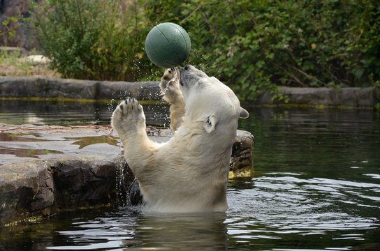 Spielender Eisb&auml;r