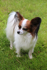 miniature papillon dog on a background of green grass