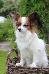 miniature papillon dog sitting in a wicker basket on a background of green grass, no people