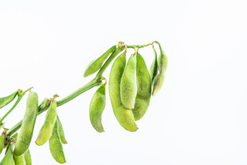 Fresh soybeans on white background