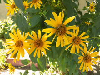 Closeup group of yellow wildflowers in the greenery, wallpaper