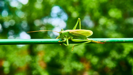 green grasshopper in the garden. macro. color