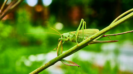 green grasshopper in the garden. macro. color