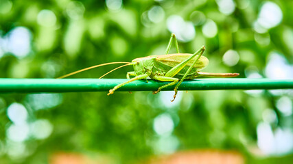 green grasshopper in the garden. macro. color