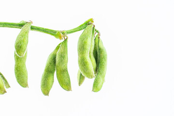 Fresh soybeans on white background