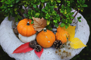 Autumn harvest of small different pumpkins in beautiful decoration.