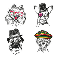 Dogs with various accessories. Chihuahua, pug, Yorkshire terrier and pomeranian dog.
