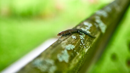 little lizard on a shiny iron pipe. general plan