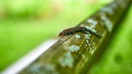 little lizard on a shiny iron pipe. general plan