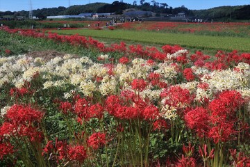 矢勝川の彼岸花