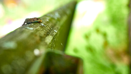 little lizard on a shiny iron pipe. general plan