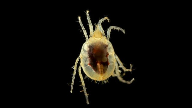 Acari (mite) living in water under a microscope, the superfamily Halacaroidea, the order Trombidiformes, live in both fresh and sea water. Internal organs are visible. Barents Sea