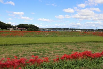 矢勝川の彼岸花